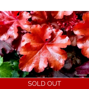 Heuchera 'Boysenberry' - Indian Summer Series